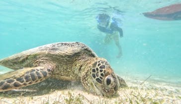 宮古島マリン GB QUESTに投稿された画像（2024/5/4）