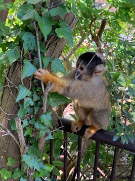 伊豆シャボテン動物公園に投稿された画像（2024/5/4）