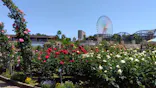 ひらかたパークに投稿された画像（2024/5/5）