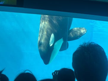 名古屋港水族館に投稿された画像（2024/5/4）