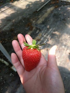 果実の里 原田農園に投稿された画像（2024/5/4）