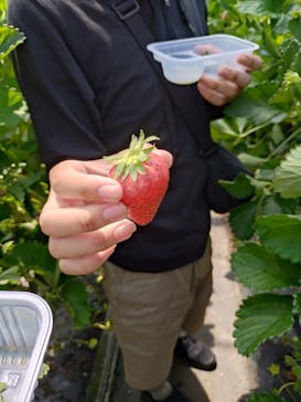 果実の里 原田農園に投稿された画像（2024/5/4）