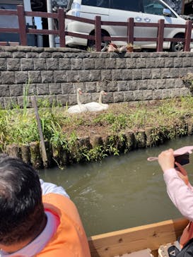 小江戸さわら 舟めぐりに投稿された画像（2024/5/4）