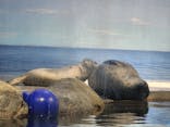 新江ノ島水族館に投稿された画像（2024/5/5）