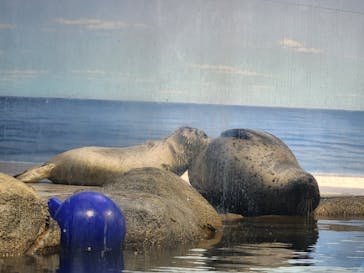 新江ノ島水族館に投稿された画像（2024/5/4）