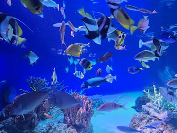 新江ノ島水族館に投稿された画像（2024/5/4）