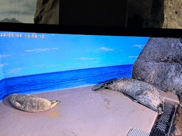 新江ノ島水族館に投稿された画像（2024/5/4）