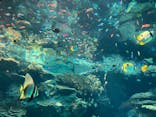 沖縄美ら海水族館に投稿された画像（2024/5/5）