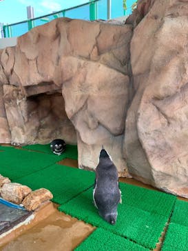 大分マリーンパレス水族館 「うみたまご」に投稿された画像（2024/5/4）