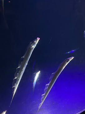 大分マリーンパレス水族館 「うみたまご」に投稿された画像（2024/5/4）