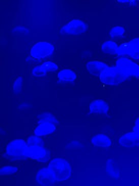 大分マリーンパレス水族館 「うみたまご」に投稿された画像（2024/5/4）