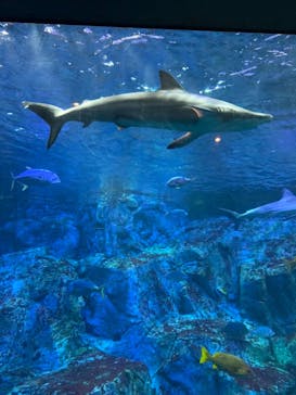 大分マリーンパレス水族館 「うみたまご」に投稿された画像（2024/5/4）