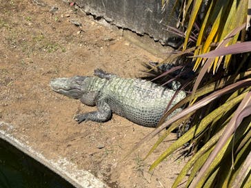 熱川バナナワニ園に投稿された画像（2024/5/4）