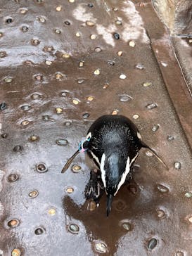 大分マリーンパレス水族館 「うみたまご」に投稿された画像（2024/5/4）