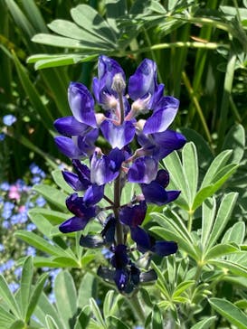 浜名湖花博2024に投稿された画像（2024/5/5）