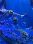 仙台うみの杜水族館に投稿された画像（2024/5/5）