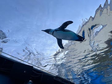 サンシャイン水族館に投稿された画像（2024/5/4）