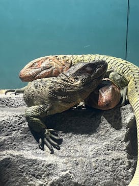 サンシャイン水族館に投稿された画像（2024/5/4）