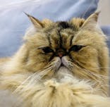 猫カフェモカ　町田ジョルナ店に投稿された画像（2024/5/5）