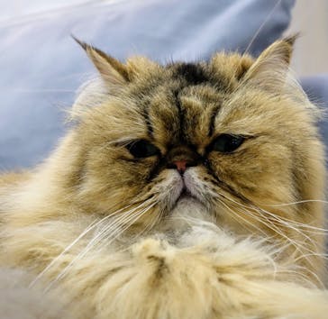 猫カフェモカ　町田ジョルナ店に投稿された画像（2024/5/5）