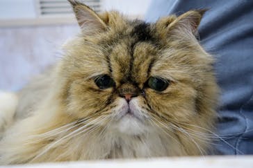 猫カフェモカ　町田ジョルナ店に投稿された画像（2024/5/5）