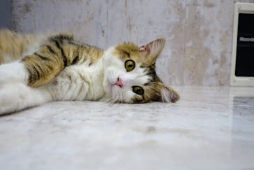 猫カフェモカ　町田ジョルナ店に投稿された画像（2024/5/5）