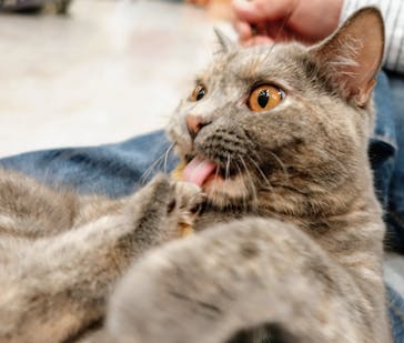 猫カフェモカ　町田ジョルナ店に投稿された画像（2024/5/5）