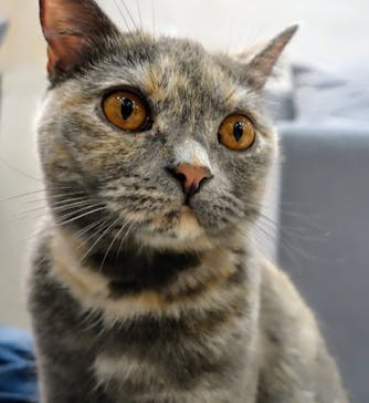 猫カフェモカ　町田ジョルナ店に投稿された画像（2024/5/5）