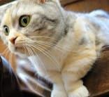 猫カフェモカ　池袋東口店に投稿された画像（2024/5/5）