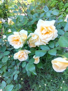 浜名湖花博2024に投稿された画像（2024/5/5）