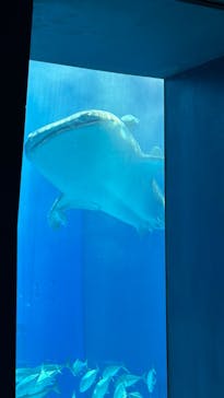 沖縄美ら海水族館に投稿された画像（2024/5/5）