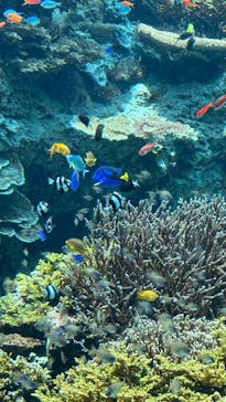 沖縄美ら海水族館に投稿された画像（2024/5/5）