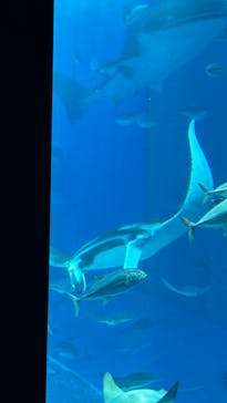 沖縄美ら海水族館に投稿された画像（2024/5/5）