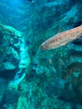 世界淡水魚園水族館　アクア・トトぎふに投稿された画像（2024/5/5）