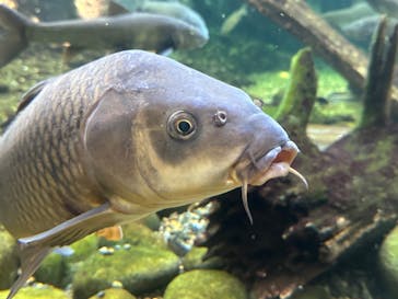 世界淡水魚園水族館　アクア・トトぎふに投稿された画像（2024/5/5）