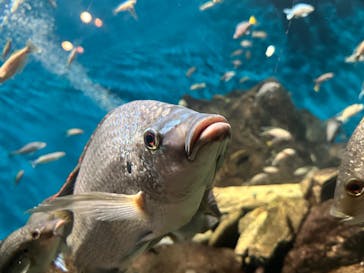 世界淡水魚園水族館　アクア・トトぎふに投稿された画像（2024/5/5）