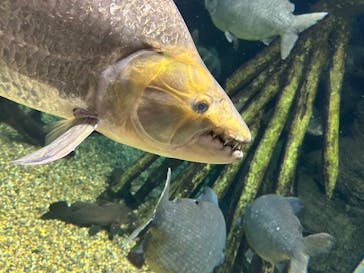 世界淡水魚園水族館　アクア・トトぎふに投稿された画像（2024/5/5）