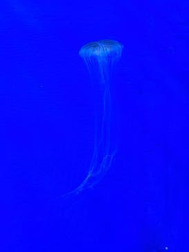 世界淡水魚園水族館　アクア・トトぎふに投稿された画像（2024/5/5）