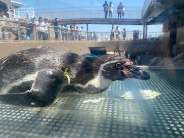 アクアワールド茨城県大洗水族館に投稿された画像（2024/5/5）