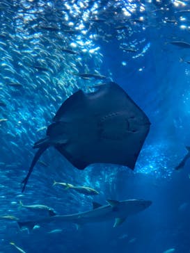 アクアワールド茨城県大洗水族館に投稿された画像（2024/5/5）