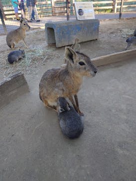 群馬サファリパークに投稿された画像（2024/5/5）