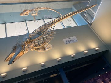 名古屋港水族館に投稿された画像（2024/5/5）