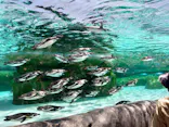 天王寺動物園に投稿された画像（2024/5/5）