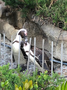 サンシャイン水族館に投稿された画像（2024/5/5）
