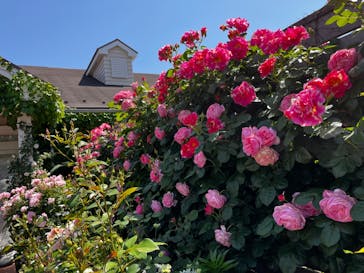 横浜イングリッシュガーデンに投稿された画像（2024/5/5）