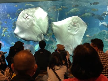 大分マリーンパレス水族館 「うみたまご」に投稿された画像（2024/5/5）