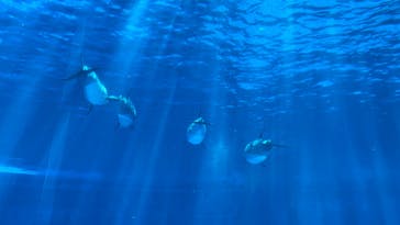 名古屋港水族館に投稿された画像（2024/5/5）