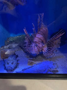 竹島水族館に投稿された画像（2024/5/5）