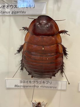 滋賀県立琵琶湖博物館に投稿された画像（2024/5/5）