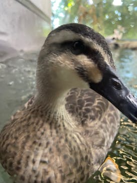 滋賀県立琵琶湖博物館に投稿された画像（2024/5/5）
